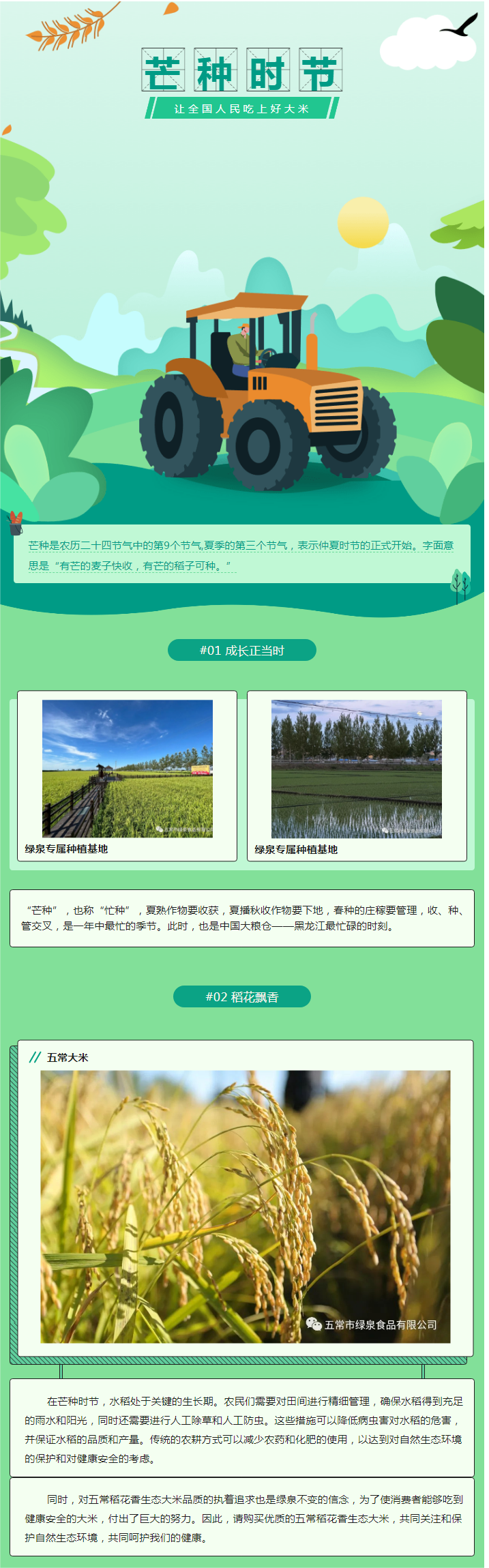 芒種這樣操作，影響水稻產(chǎn)量的70%.png
