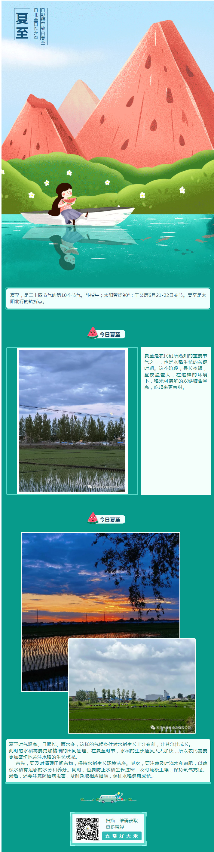 夏至已至，水稻繁茂，五常大米的秘密！.jpg